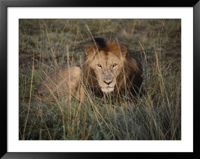 A Close View Of A Majestic Looking African Lion by Jodi Cobb Pricing Limited Edition Print image