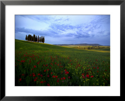 Poppies In A Wheat Field And A Cluster Of Cypress Trees by Raul Touzon Pricing Limited Edition Print image