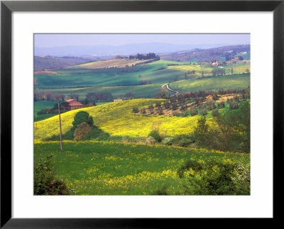 Green Rolling Hills And Spotted Yellow Mustard Flowers, Tuscany, Italy by Janis Miglavs Pricing Limited Edition Print image