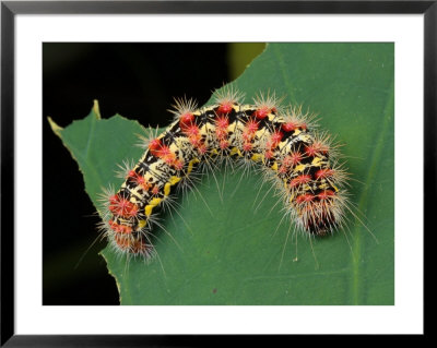 A Smartweed Caterpillar, Acronicta Oblinita, Feeding On A Lotus Leaf by George Grall Pricing Limited Edition Print image