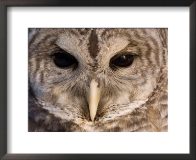 A Barred Owl (Strix Varia) Wing At A Raptor Recovery Center by Joel Sartore Pricing Limited Edition Print image
