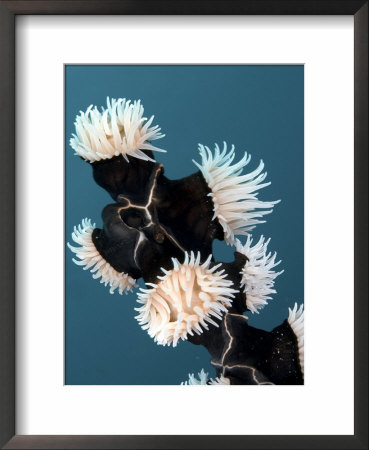 Whip Coral Anemones, Komodo, Indonesia by Mark Webster Pricing Limited Edition Print image