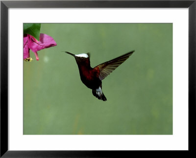 Snowcap Hummingbird, Costa Rica by G. W. Willis Pricing Limited Edition Print image