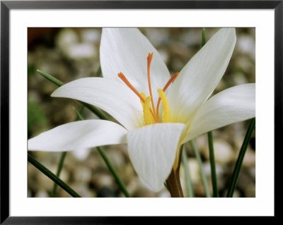 Crocus Hadriaticus, Dodona, October by Chris Burrows Pricing Limited Edition Print image