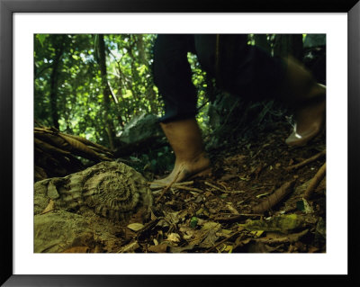 An Ammonite Fossil On A Forest Path Attests To Cubas Submarine Past by Steve Winter Pricing Limited Edition Print image