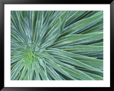 Echium, Wellington Botanical Gardens, North Island, New Zealand by Rob Tilley Pricing Limited Edition Print image