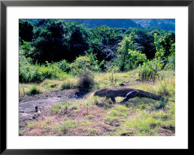 Komodo Dragon, Komodo Island, Indonesia by Keren Su Pricing Limited Edition Print image