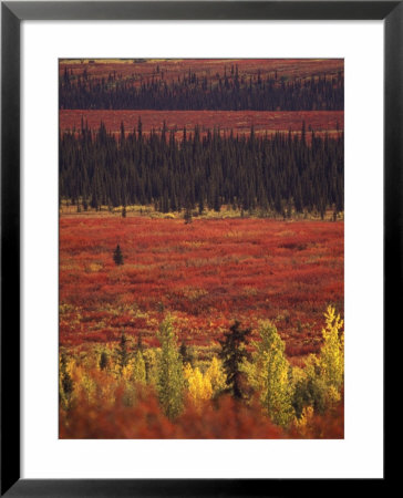 Fall Color Of White Spruce, Aspen, Bearberry Bushes, Alaska, Usa by Stuart Westmoreland Pricing Limited Edition Print image