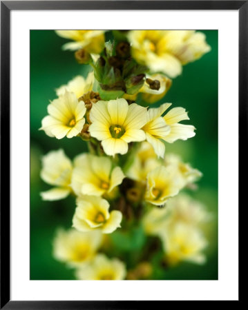 Sisyrinchium Striatum, Close-Up Of Yellow Flower Heads by Lynn Keddie Pricing Limited Edition Print image