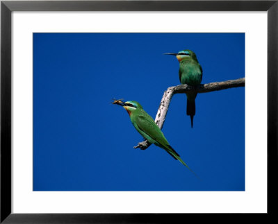 Blue-Cheeked Bee-Eaters On A Branch by Beverly Joubert Pricing Limited Edition Print image