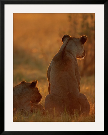 A Pair Of African Lionesses (Panthera Leo) Seen From The Back by Beverly Joubert Pricing Limited Edition Print image