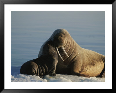 An Infant Atlantic Walrus Nuzzles Its Mother by Norbert Rosing Pricing Limited Edition Print image