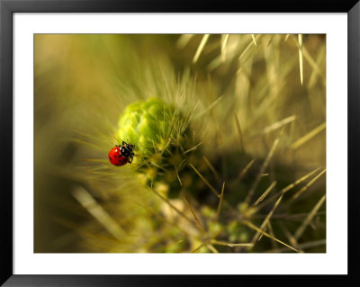 A Ladybug On The Spikes Of A Cholla Cactus by Raul Touzon Pricing Limited Edition Print image