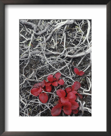 Mother Nature And Her Colours, Kamchatka, Russia by Daisy Gilardini Pricing Limited Edition Print image