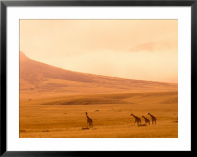 Desert Giraffes In The Mist, Namibia by Claudia Adams Pricing Limited Edition Print image