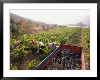 Picking Grapes, Languedoc, France by Nik Wheeler Pricing Limited Edition Print image