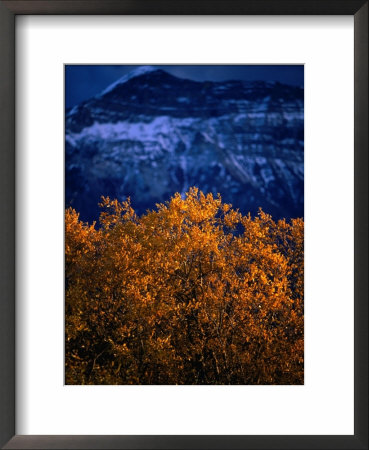 Treetop And Mountain, Waterton Lake Township Valley, Waterton Lakes National Park, Alberta, Canada by Lawrence Worcester Pricing Limited Edition Print image
