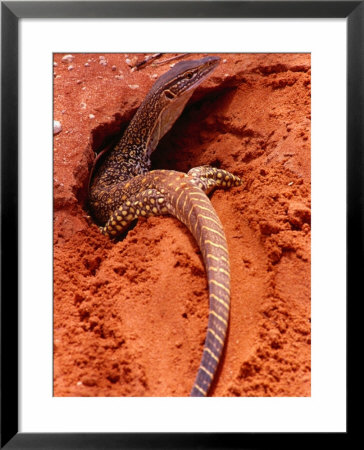Sand Goanna (Veranus Gouldii), Sturt National Park, New South Wales, Australia by Mitch Reardon Pricing Limited Edition Print image