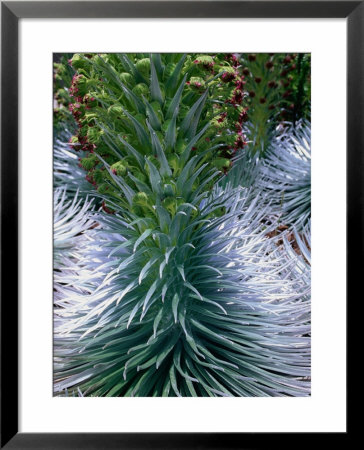 Haleakala Silversword Plant In Flower At Haleakala Crater, Haleakala National Park, Maui Hawaii by Ann Cecil Pricing Limited Edition Print image