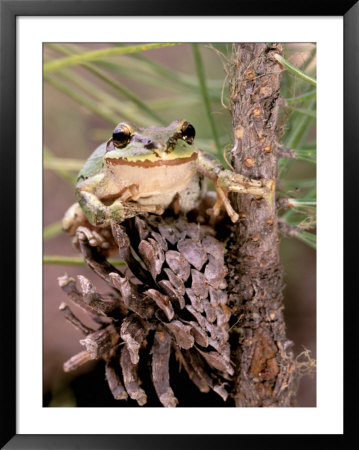 Pacific Tree Frog, Umatilla National Forest, Oregon, Usa by Gavriel Jecan Pricing Limited Edition Print image