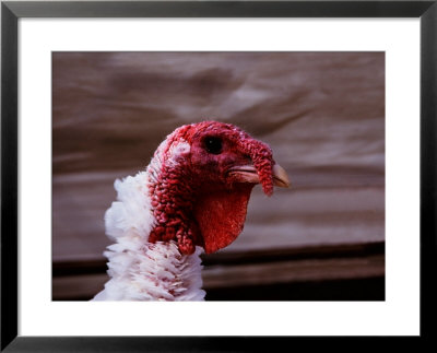 Domestic Turkey On A Farm In Vermont, Usa by Charles Sleicher Pricing Limited Edition Print image