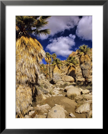 Lost Palms Oasis, Joshua Tree National Park, California, Usa by Chuck Haney Pricing Limited Edition Print image
