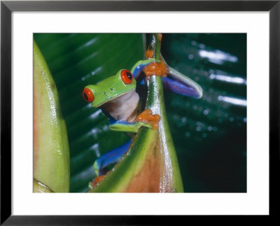 Gaudy Leaf Frog, Costa Rica by Mary Plage Pricing Limited Edition Print image