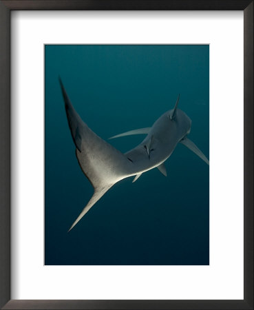 Blue Shark, Cape Point, Atlantic Ocean by Chris And Monique Fallows Pricing Limited Edition Print image