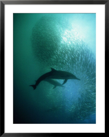 Common Dolphin, Hunting, South Africa by Tobias Bernhard Pricing Limited Edition Print image