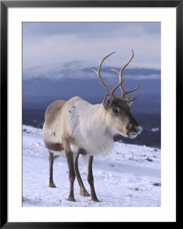 Reindeer, Standing In Snow In Winter, Scotland by Mark Hamblin Pricing Limited Edition Print image
