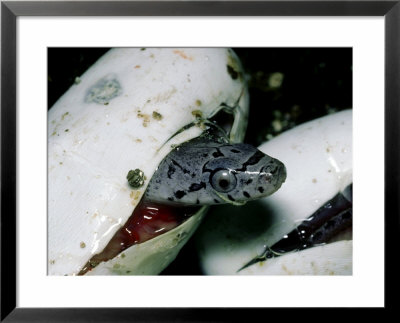 Everglades Rat Snake, Hatching, South Florida by David M. Dennis Pricing Limited Edition Print image