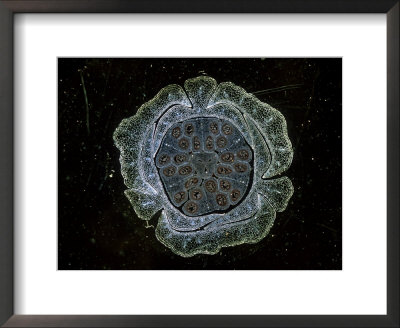 Lily, Developing Embryos by Harold Taylor Pricing Limited Edition Print image
