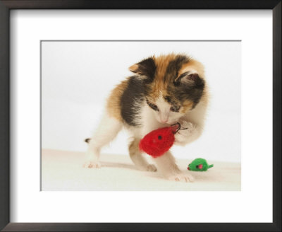 Multicolored Kitten Playing With Toy by Steve Starr Pricing Limited Edition Print image