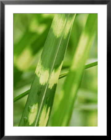 Miscanthus Sinensis Zebrinus (Zebra Grass), Perennial Grass by Mark Bolton Pricing Limited Edition Print image