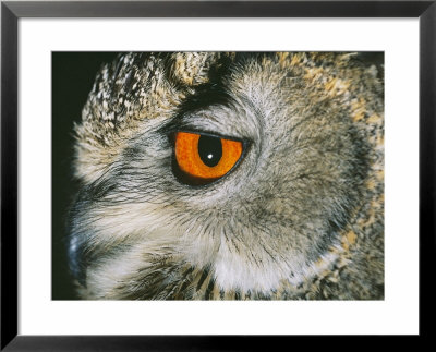 Eagle Owl, Close Up Of Eye by David Tipling Pricing Limited Edition Print image