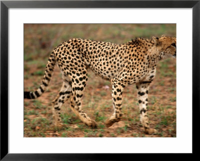 Cheetah, Acinonyx Jubatus, Londolozi Game Reserve by Yvette Cardozo Pricing Limited Edition Print image