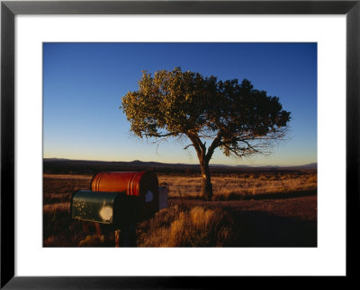 Lone Tree Stands In The Desert Grass Along Highway 68 by Raul Touzon Pricing Limited Edition Print image