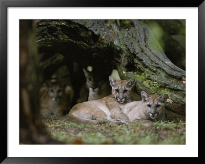Texas Cougars That Have Been Relocated To White Oak Conservation by Randy Olson Pricing Limited Edition Print image