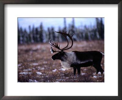 Caribou (Rangifer Tarandus) by Michael S. Quinton Pricing Limited Edition Print image