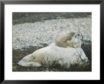 A Close View Of A Polar Bear And Her Cub Resting by Tom Murphy Pricing Limited Edition Print image