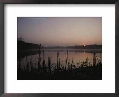 A Marshland Lake At Sunrise Silhouettes Dead Reeds by Stephen St. John Pricing Limited Edition Print image