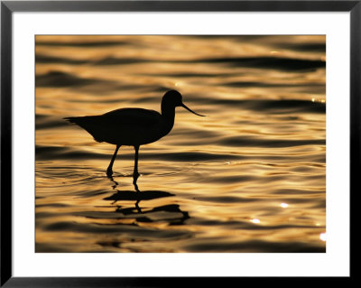 An American Avocet Silhouetted At Twilight by Joel Sartore Pricing Limited Edition Print image