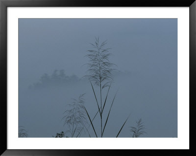 A Close View Of A Delicate Grass Seedhead Against A Foggy Backdrop by Jodi Cobb Pricing Limited Edition Print image