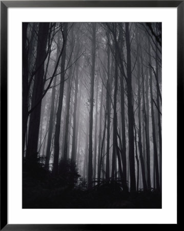 Mountain Ash Trees by Jason Edwards Pricing Limited Edition Print image