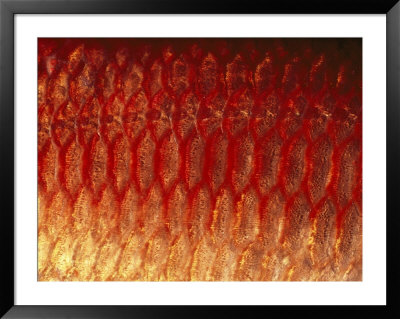 A Close View Of The Scales Of A Squirrel Fish by Bill Curtsinger Pricing Limited Edition Print image