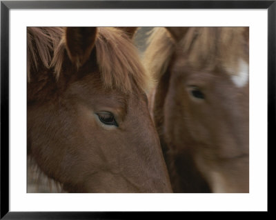 Close View Of The Faces Of Two Brown Horses by Michael Melford Pricing Limited Edition Print image