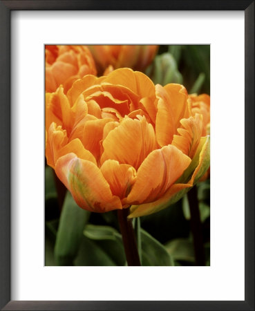 Tulipa Orange Princess (Tulip), Close-Up Of Orange Flowers by Mark Bolton Pricing Limited Edition Print image