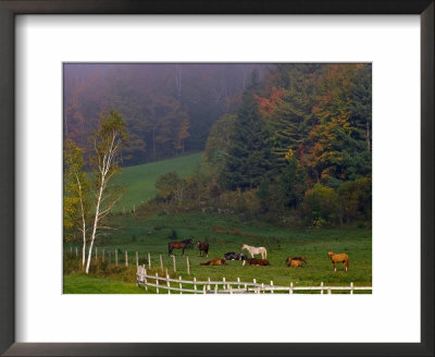 Horses In Field, Near Grandville, Vermont, Usa by Joe Restuccia Iii Pricing Limited Edition Print image