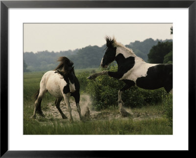 Two Wild Pony Stallions Stomp And Toss Manes In A Status Display by James L. Stanfield Pricing Limited Edition Print image