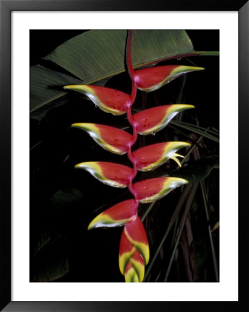 Tropical Flower On Culebra Island, Puerto Rico by Michele Molinari Pricing Limited Edition Print image